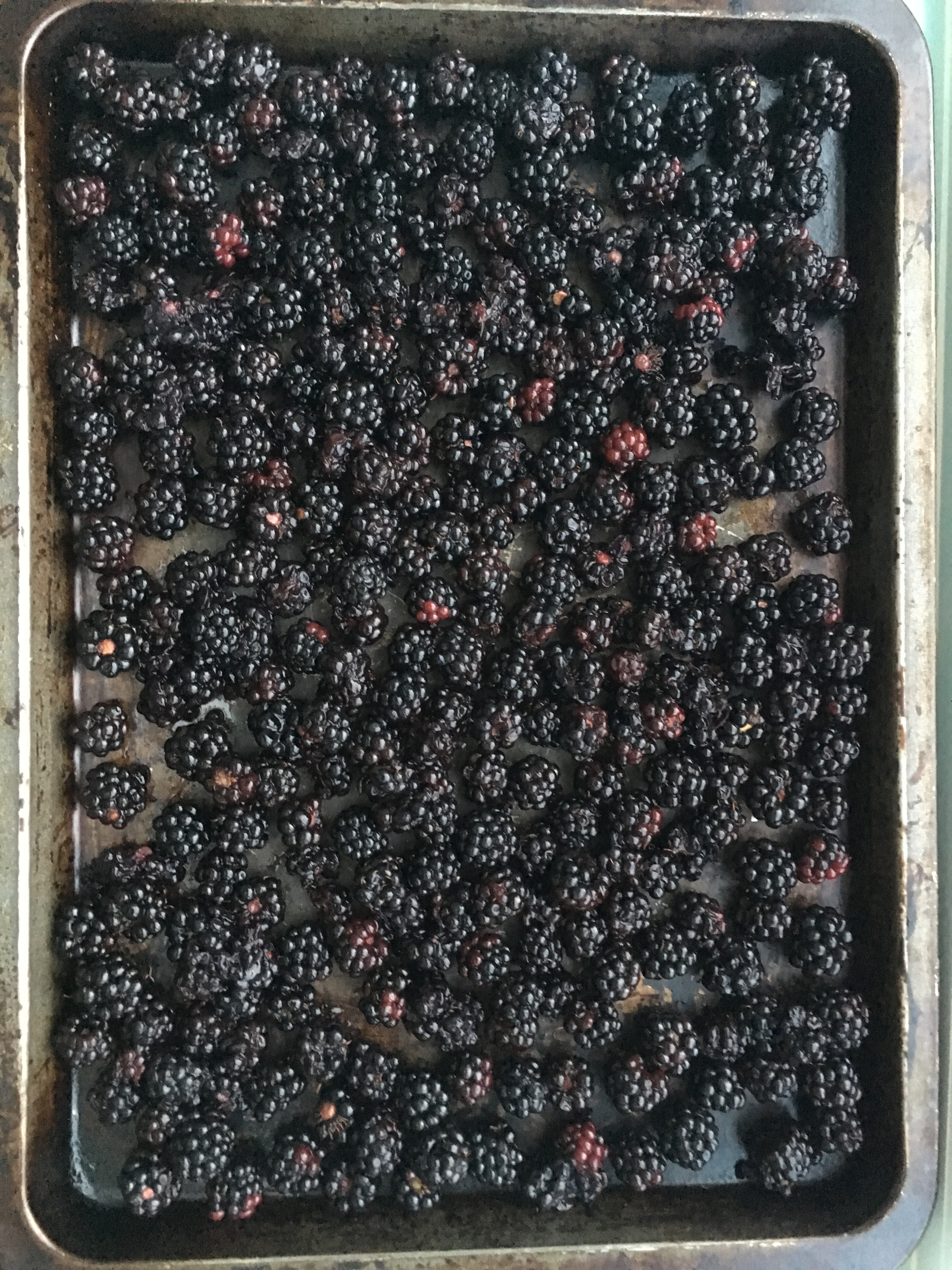 freezing blackberries